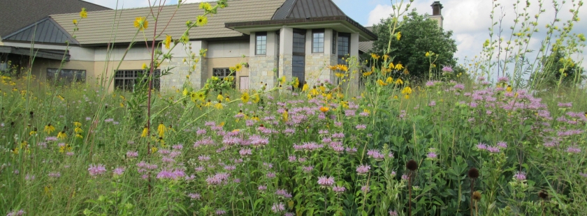 the prairie around the library in full bloom with yellow and purple flowers bursting from the foliage