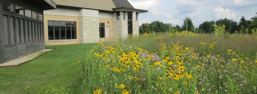 summer prairie flowers near library